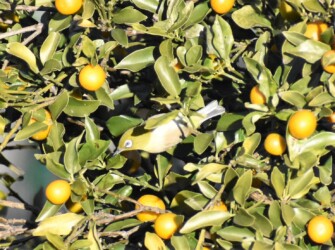 キンカンに集まるメジロ