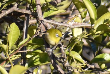 キンカンに集まるメジロ