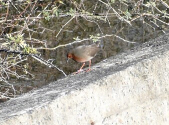 今年見かけたヒクイナ