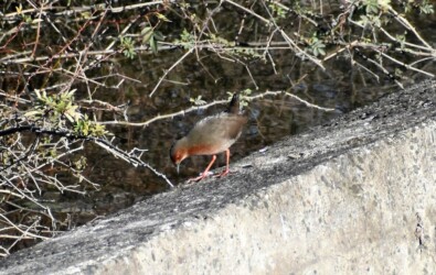 今年見かけたヒクイナ
