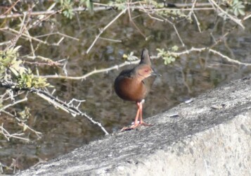 今年見かけたヒクイナ