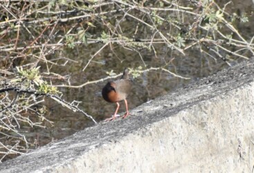 今年見かけたヒクイナ