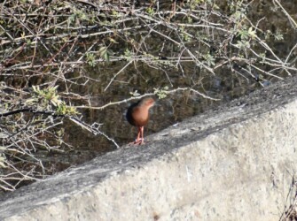 今年見かけたヒクイナ