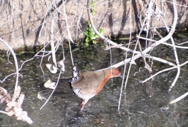 昨年見かけたヒクイナ