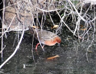 昨年見かけたヒクイナ