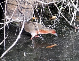 昨年見かけたヒクイナ