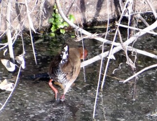 昨年見かけたヒクイナ