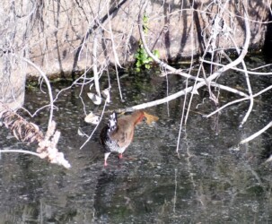 昨年見かけたヒクイナ