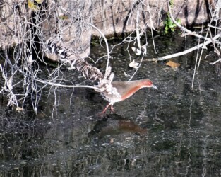 昨年見かけたヒクイナ