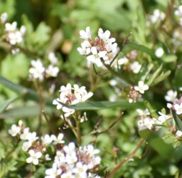 タネツケバナのいろいろ