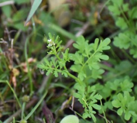 タネツケバナのいろいろ