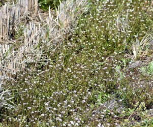 タネツケバナのいろいろ