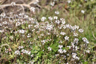 タネツケバナのいろいろ