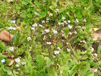 タネツケバナのいろいろ