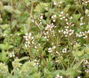 タネツケバナのいろいろ