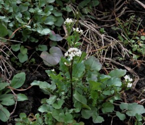 タネツケバナのいろいろ