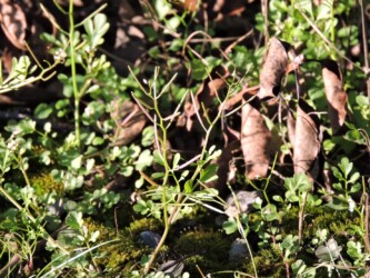 タネツケバナのいろいろ