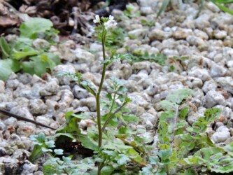 タネツケバナのいろいろ