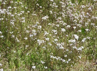 タネツケバナのいろいろ