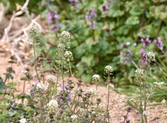 ナズナ(ペンペングサ)