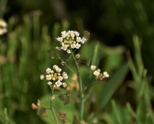 ナズナ(ペンペングサ)