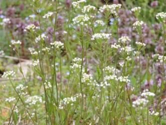 ナズナ(ペンペングサ)