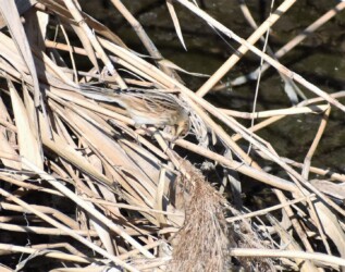 ヨシの茎を齧るオオジュリン