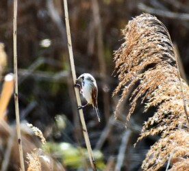 ヨシの茎を齧るオオジュリン