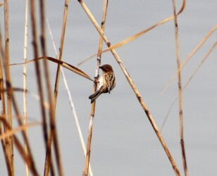 ヨシの茎を齧るオオジュリン
