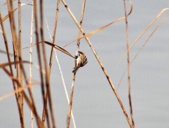 ヨシの茎を齧るオオジュリン