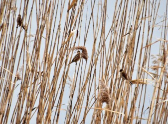 小群のオオジュリン