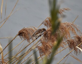 ヨシの種を食べるオオジュリン?