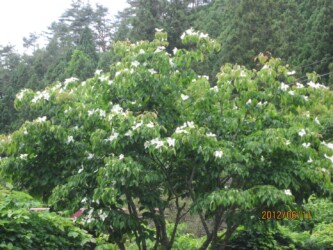 野生のヤマボウシ