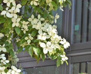 園芸種のヤマボウシ?