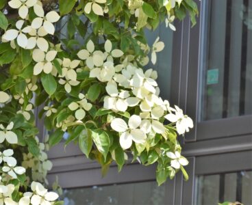 園芸種のヤマボウシ?