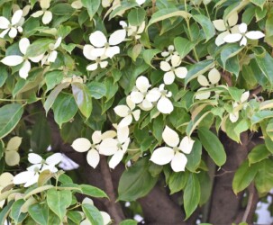 園芸種のヤマボウシ?