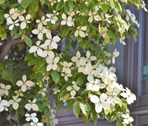 園芸種のヤマボウシ?