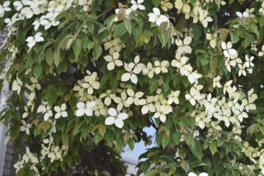 園芸種のヤマボウシ?