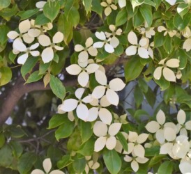 園芸種のヤマボウシ?