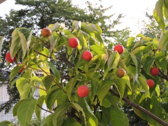 ヤマボウシの実