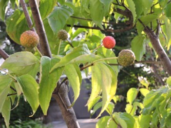 ヤマボウシの実