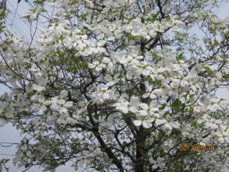 ハナミズキの花
