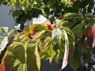 ハナミズキの実