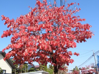 ハナミズキの実