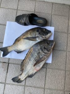 クロダイ