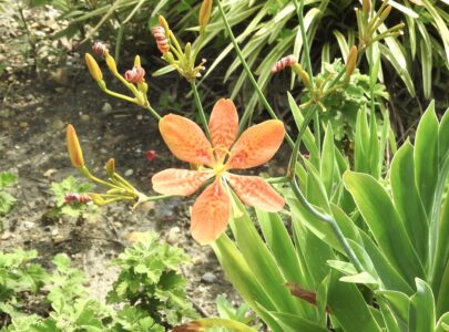 ヒオウギの花