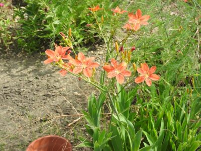 ヒオウギの花