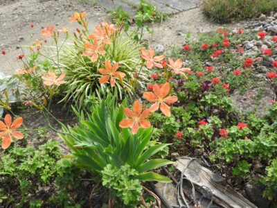 ヒオウギの花