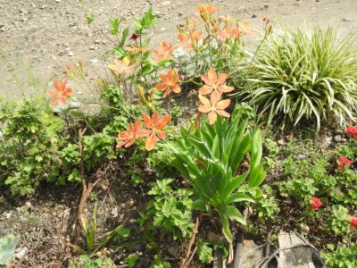 ヒオウギの花