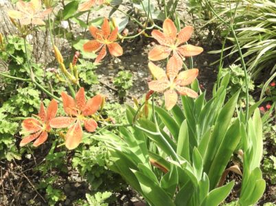 ヒオウギの花